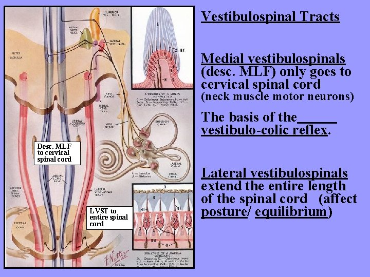Vestibulospinal Tracts Medial vestibulospinals (desc. MLF) only goes to cervical spinal cord (neck muscle
