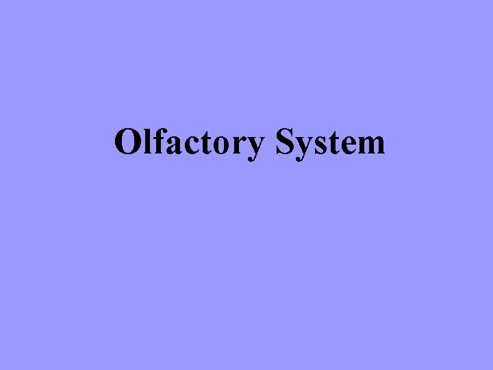 Olfactory System 