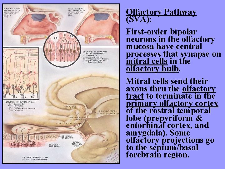 Olfactory Pathway (SVA): First-order bipolar neurons in the olfactory mucosa have central processes that