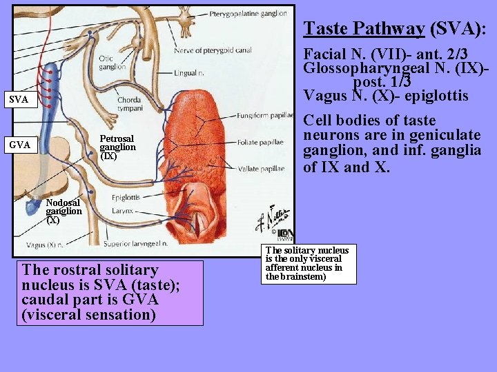 Taste Pathway (SVA): SVA Petrosal ganglion (IX) GVA Facial N. (VII)- ant. 2/3 Glossopharyngeal