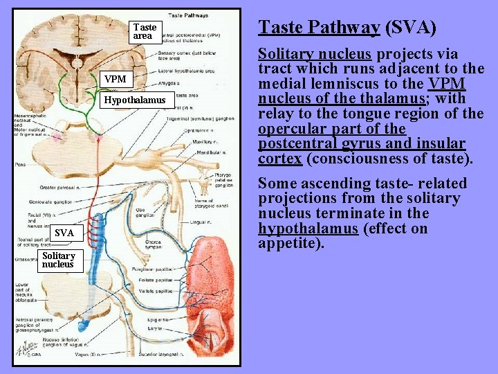 Taste area VPM Hypothalamus SVA Solitary nucleus Taste Pathway (SVA) Solitary nucleus projects via
