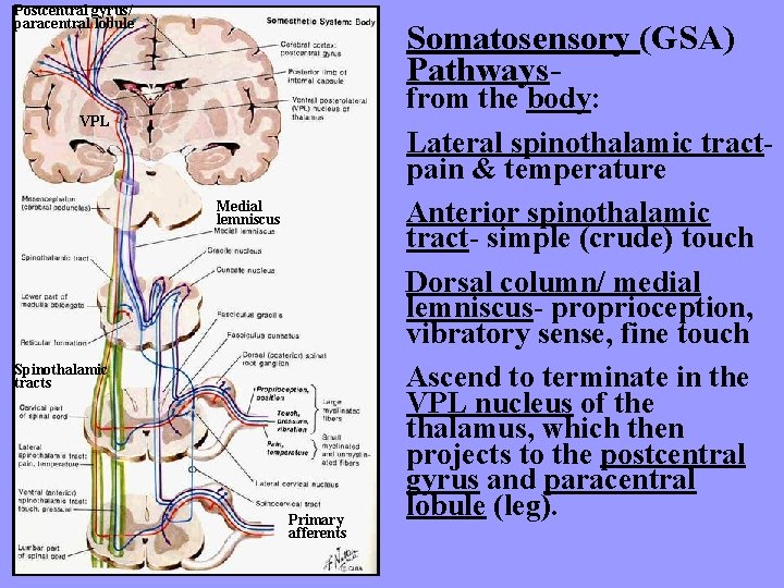 Postcentral gyrus/ paracentral lobule Somatosensory (GSA) Pathways- VPL Medial lemniscus Spinothalamic tracts Primary afferents