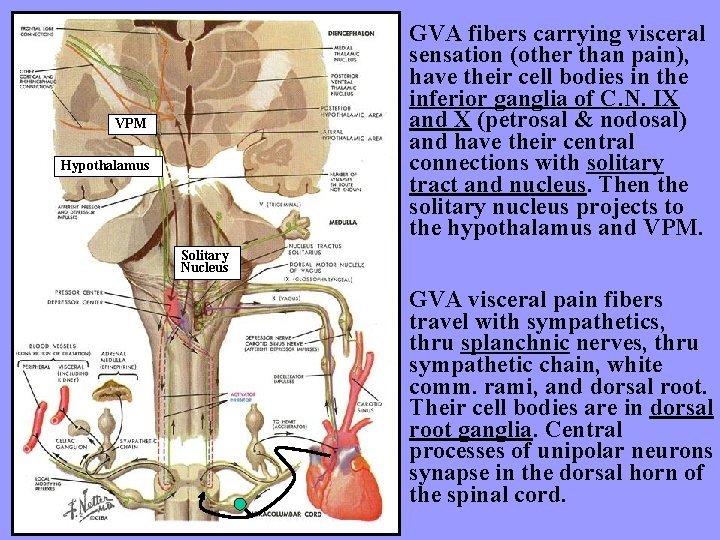 GVA fibers carrying visceral sensation (other than pain), have their cell bodies in the