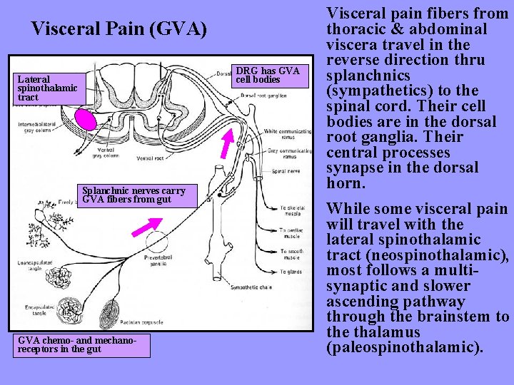 Visceral Pain (GVA) DRG has GVA cell bodies Lateral spinothalamic tract Splanchnic nerves carry