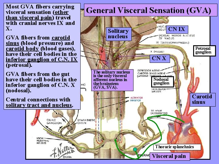 Most GVA fibers carrying visceral sensation (other than visceral pain) travel with cranial nerves