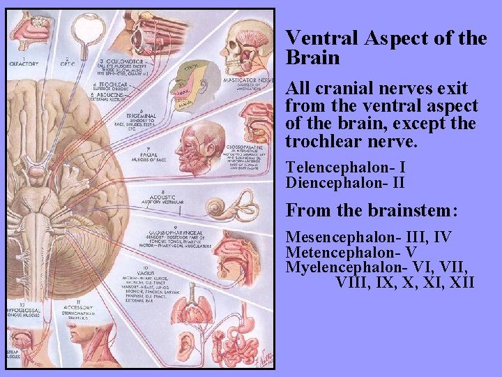 Ventral Aspect of the Brain All cranial nerves exit from the ventral aspect of