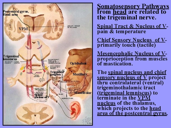 Somatosensory Pathways from head are related to the trigeminal nerve. Postcentral gyrus, Head area