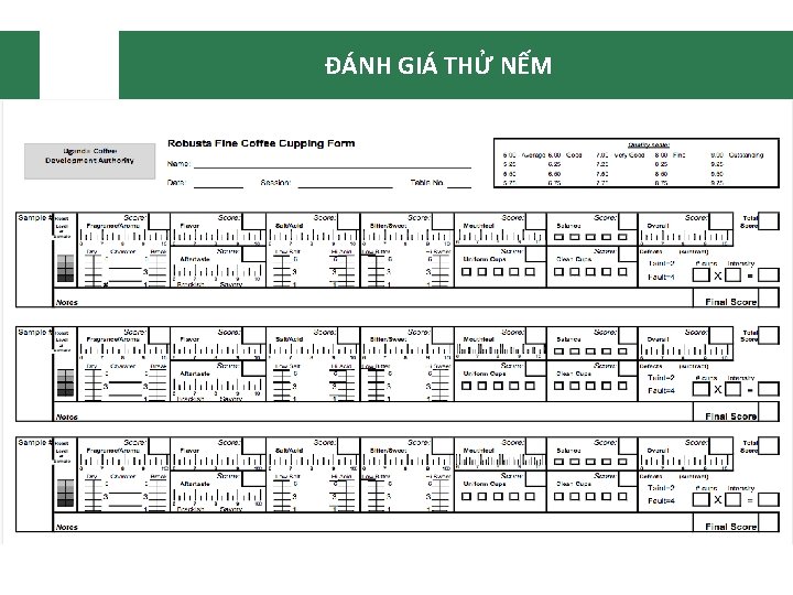 ĐÁNH GIÁ THỬ NẾM 