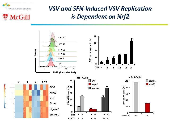 VSV and SFN-Induced VSV Replication is Dependent on Nrf 2 16 ARE luciferase activity