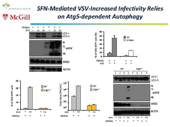 SFN-Mediated VSV-Increased Infectivity Relies on Atg 5 -dependent Autophagy - - - + -