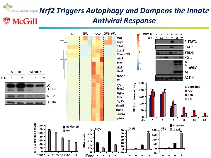 Nrf 2 Triggers Autophagy and Dampens the Innate Antiviral Response - + Il 10