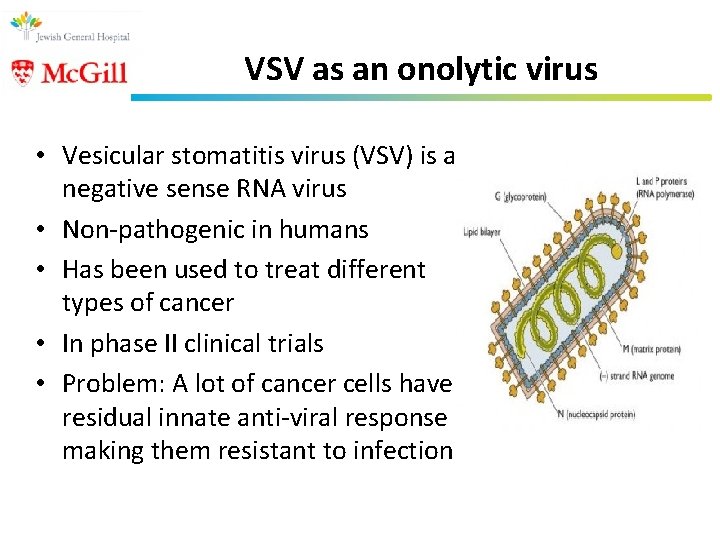 VSV as an onolytic virus • Vesicular stomatitis virus (VSV) is a negative sense