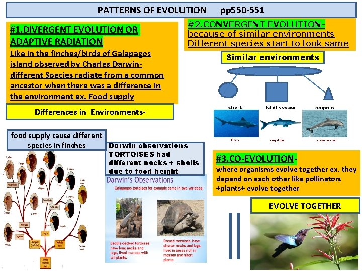 PATTERNS OF EVOLUTION #1. DIVERGENT EVOLUTION OR ADAPTIVE RADIATION Like in the finches/birds of