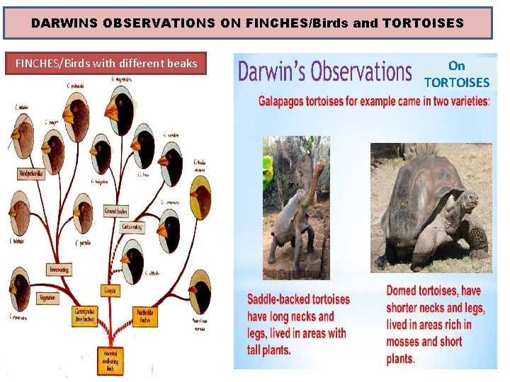 DARWINS OBSERVATIONS ON FINCHES/Birds and TORTOISES FINCHES/Birds with different beaks On TORTOISES 