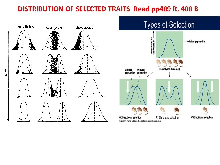 DISTRIBUTION OF SELECTED TRAITS Read pp 489 R, 408 B 