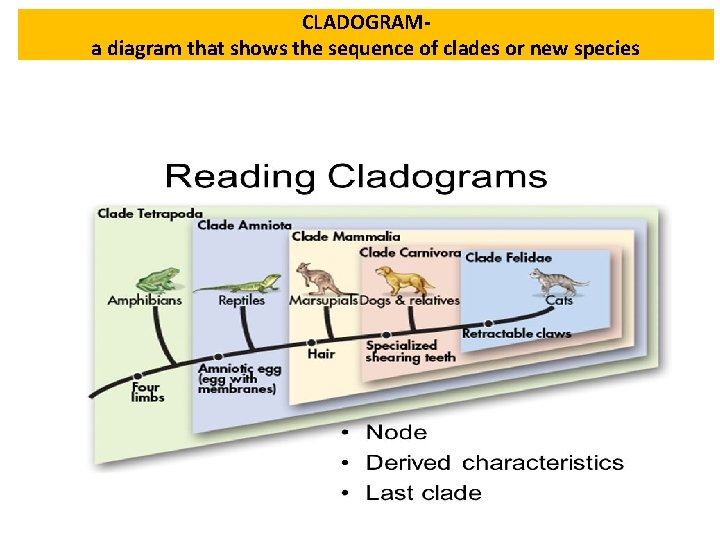 CLADOGRAMa diagram that shows the sequence of clades or new species 