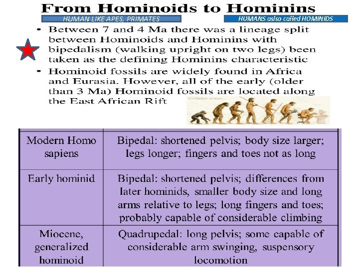HUMAN LIKE APES, PRIMATES HUMANS aslso called HOMINIDS 
