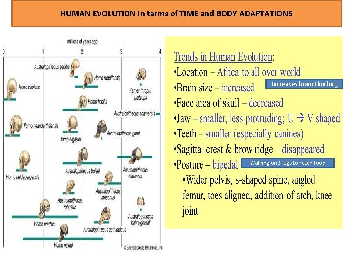 HUMAN EVOLUTION in terms of TIME and BODY ADAPTATIONS Increases brain thinking Walking on