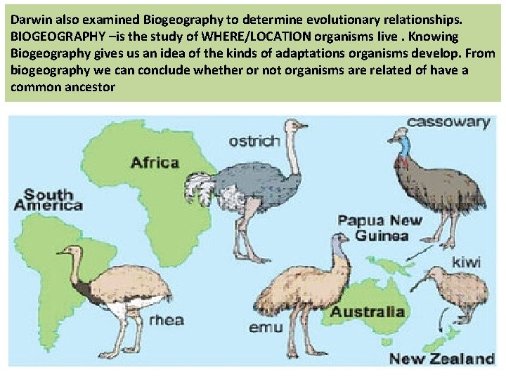 Darwin also examined Biogeography to determine evolutionary relationships. BIOGEOGRAPHY –is the study of WHERE/LOCATION
