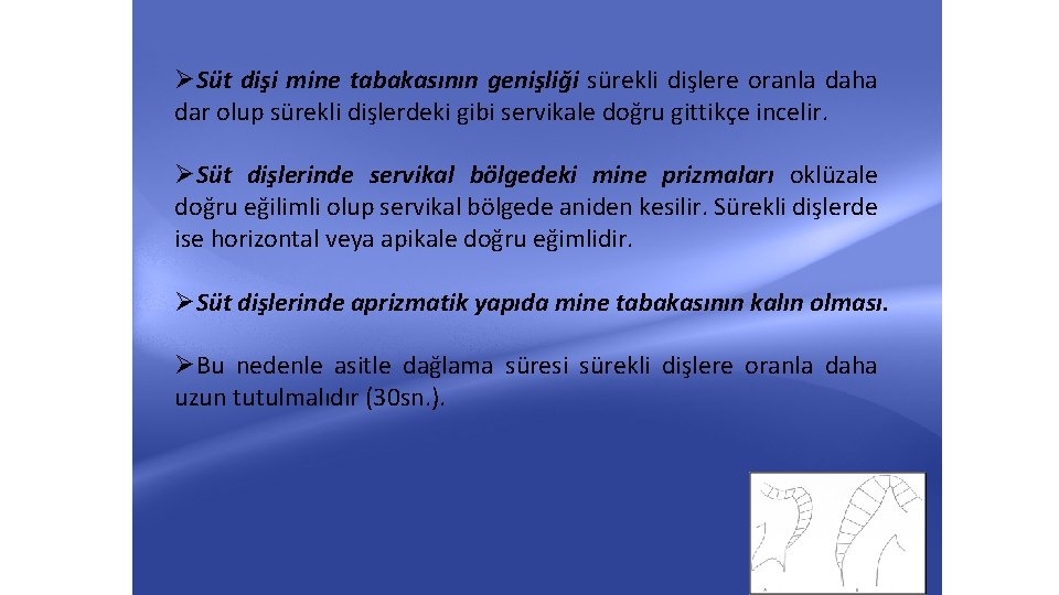 ØSüt dişi mine tabakasının genişliği sürekli dişlere oranla daha dar olup sürekli dişlerdeki gibi ØSüt dişi mine tabakasının genişliği sürekli dişlere oranla daha dar olup sürekli dişlerdeki gibi