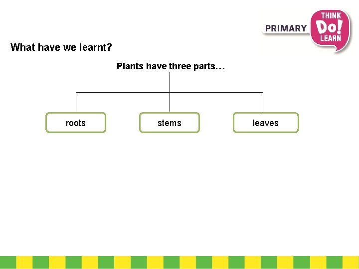 What have we learnt? Plants have three parts… roots stems leaves 