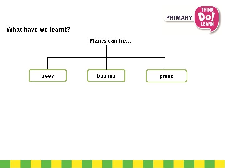 What have we learnt? Plants can be… trees bushes grass 