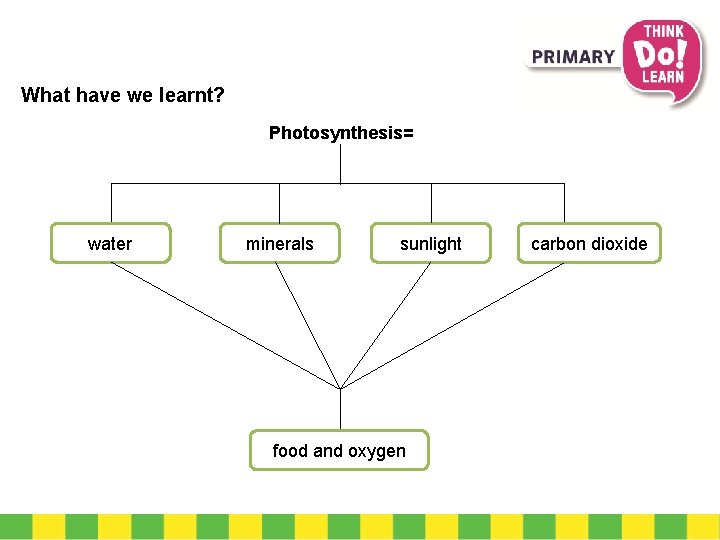 What have we learnt? Photosynthesis= water minerals sunlight food and oxygen carbon dioxide 