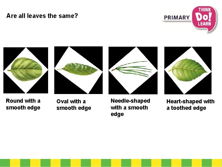 Are all leaves the same? Round with a smooth edge Oval with a smooth