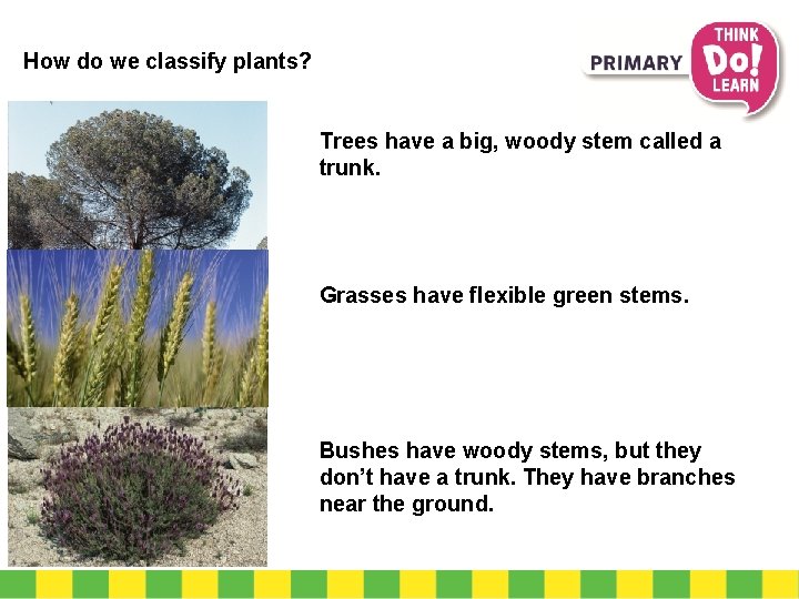 How do we classify plants? Trees have a big, woody stem called a trunk.