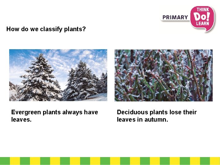 How do we classify plants? Evergreen plants always have leaves. Deciduous plants lose their