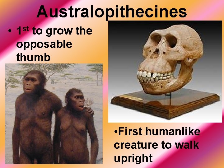 Australopithecines • 1 st to grow the opposable thumb • First humanlike creature to