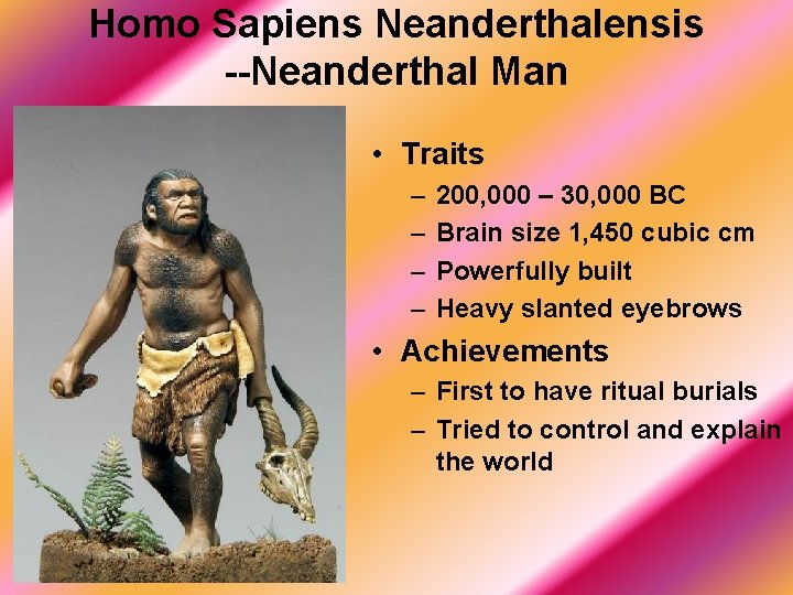 Homo Sapiens Neanderthalensis --Neanderthal Man • Traits – – 200, 000 – 30, 000