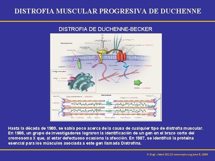 DISTROFIA MUSCULAR PROGRESIVA DE DUCHENNE DISTROFIA DE DUCHENNE-BECKER Hasta la década de 1980, se