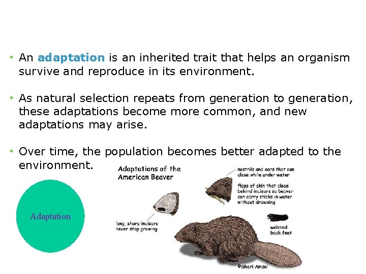  • An adaptation is an inherited trait that helps an organism survive and