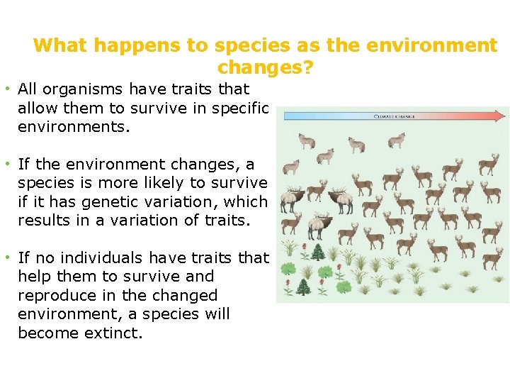 What happens to species as the environment changes? • All organisms have traits that