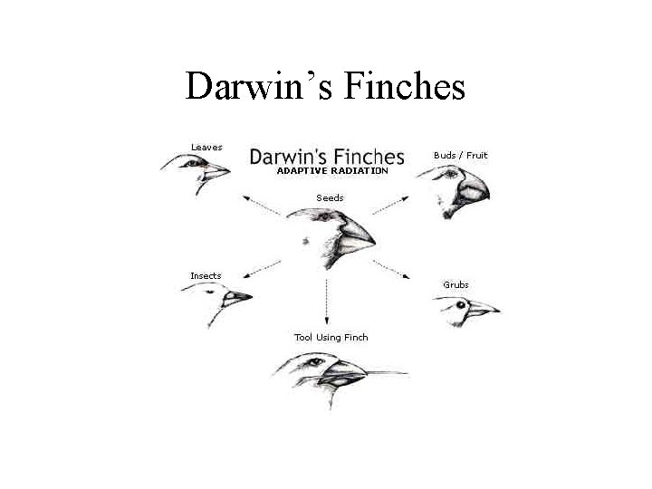 Darwin’s Finches 