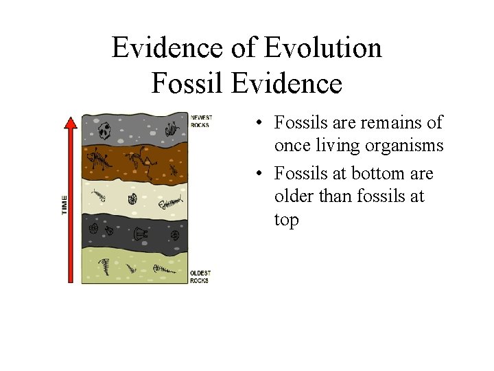 Evidence of Evolution Fossil Evidence • Fossils are remains of once living organisms •