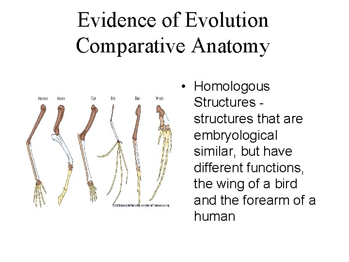 Evidence of Evolution Comparative Anatomy • Homologous Structures structures that are embryological similar, but