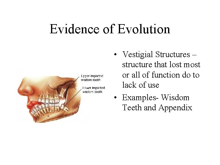 Evidence of Evolution • Vestigial Structures – structure that lost most or all of