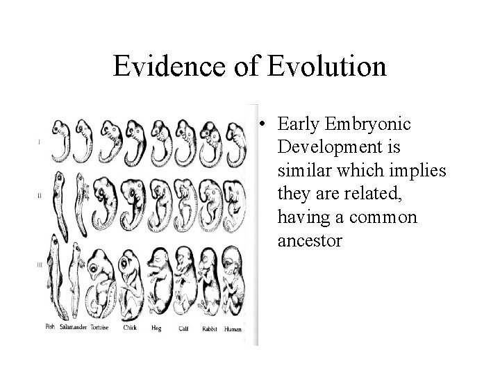 Evidence of Evolution • Early Embryonic Development is similar which implies they are related,