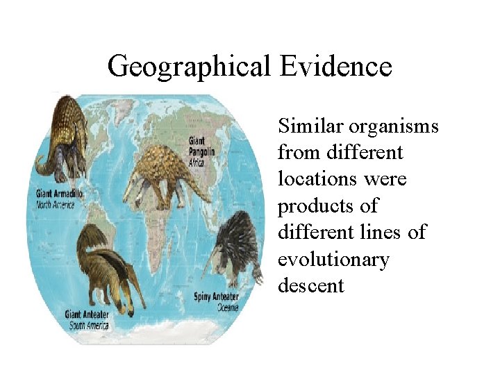Geographical Evidence • Similar organisms from different locations were products of different lines of