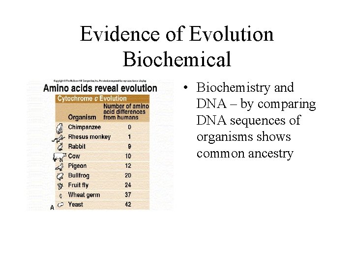 Evidence of Evolution Biochemical • Biochemistry and DNA – by comparing DNA sequences of
