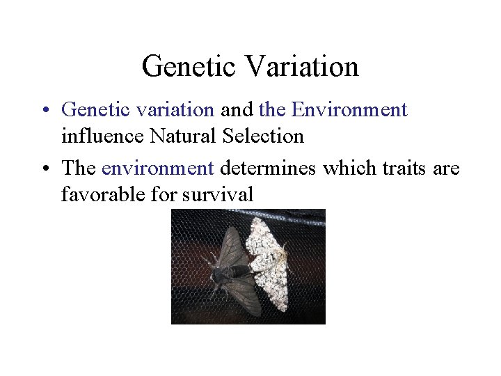 Genetic Variation • Genetic variation and the Environment influence Natural Selection • The environment