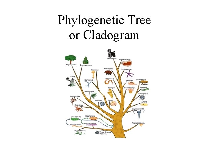 Phylogenetic Tree or Cladogram 