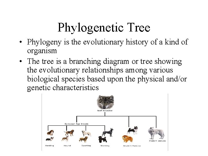 Phylogenetic Tree • Phylogeny is the evolutionary history of a kind of organism •