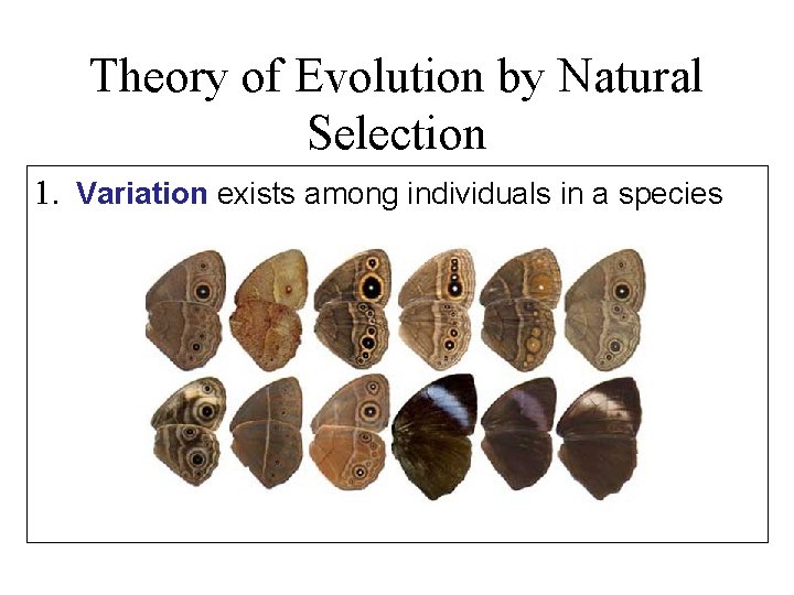 Theory of Evolution by Natural Selection 1. Variation exists among individuals in a species