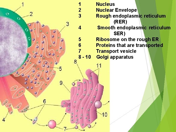 1 2 3 4 5 6 7 8 - 10 Nucleus Nuclear Envelope Rough
