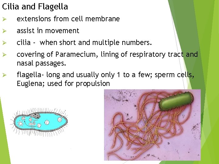 Cilia and Flagella Ø extensions from cell membrane Ø assist in movement Ø cilia