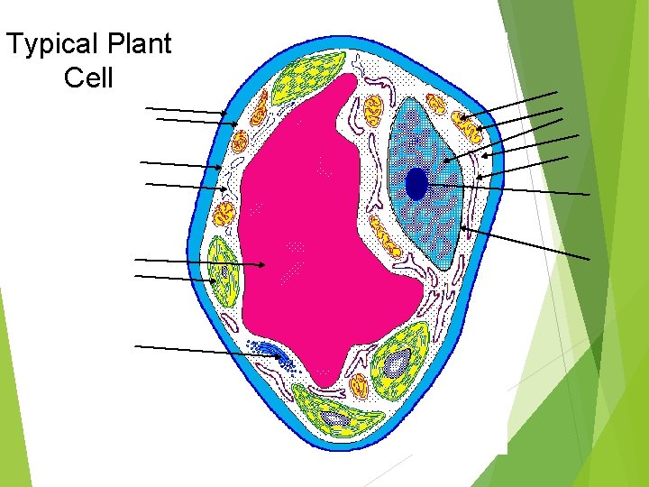 Typical Plant Cell 