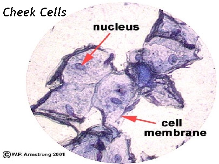 Cheek Cells 